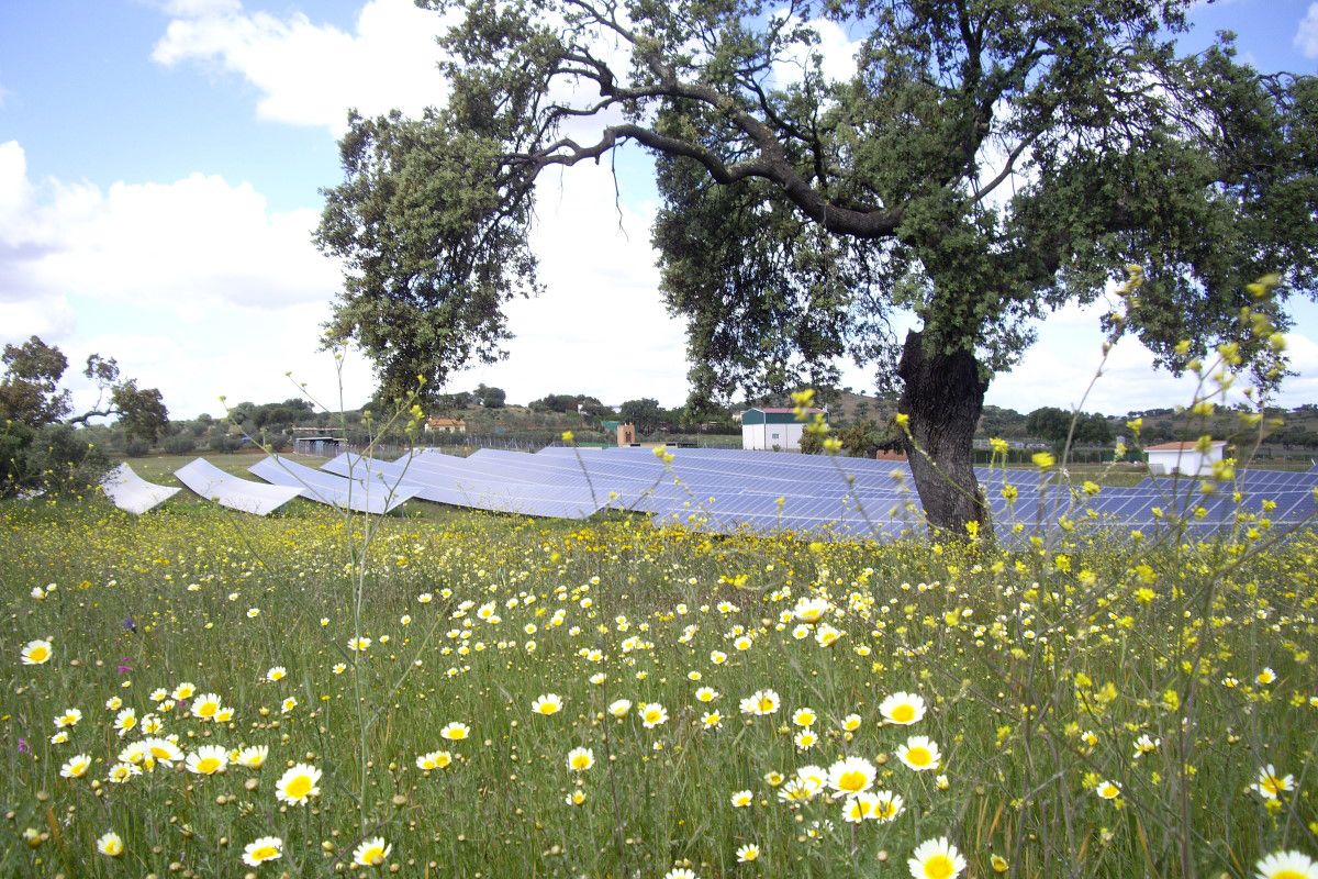 Solarpark im Hintergrund, Blumenwiese und Baum im Vordergrund