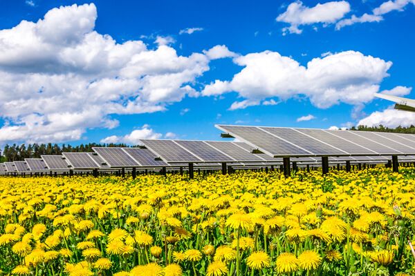 Solarpark im Sommer, Module im Hintergrund, Vordergrund grüne Wiese mit gelben Blumen, blauer Himmel mit weißen Wolken